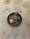 Lophophora Williamsii Variegata 5-6 cm 12 years old seed ownroot flower seedling ロフォフォラ 烏羽玉　仔吹き サボテン