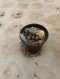 Lophophora Williamsii Variegata 5-6 cm 12 years old seed ownroot flower seedling ロフォフォラ 烏羽玉　仔吹き サボテン