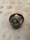 Lophophora Williamsii Variegata 5-6 cm 12 years old seed ownroot flower seedling ロフォフォラ 烏羽玉　仔吹き サボテン