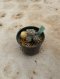 Lophophora Williamsii Variegata 5-6 cm 12 years old seed ownroot flower seedling ロフォフォラ 烏羽玉　仔吹き サボテン