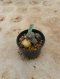 Lophophora Williamsii Variegata 5-6 cm 12 years old seed ownroot flower seedling ロフォフォラ 烏羽玉　仔吹き サボテン