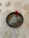 Lophophora Williamsii Variegata 5-6 cm 12 years old seed ownroot flower seedling ロフォフォラ 烏羽玉　仔吹き サボテン