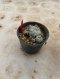 Lophophora Williamsii Variegata 5-6 cm 12 years old seed ownroot flower seedling ロフォフォラ 烏羽玉　仔吹き サボテン