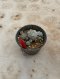 Lophophora Williamsii Variegata 5-6 cm 12 years old seed ownroot flower seedling ロフォフォラ 烏羽玉　仔吹き サボテン