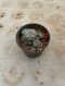Lophophora Williamsii Variegata 5-6 cm 12 years old seed ownroot flower seedling ロフォフォラ 烏羽玉　仔吹き サボテン