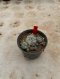 Lophophora Williamsii Variegata 5-6 cm 12 years old seed ownroot flower seedling ロフォフォラ 烏羽玉　仔吹き サボテン