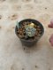 Lophophora Williamsii Variegata 5-6 cm 12 years old seed ownroot flower seedling ロフォフォラ 烏羽玉　仔吹き サボテン