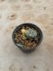 Lophophora Williamsii Variegata 5-6 cm 12 years old seed ownroot flower seedling ロフォフォラ 烏羽玉　仔吹き サボテン