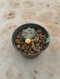 Lophophora Williamsii Variegata 5-6 cm 12 years old seed ownroot flower seedling ロフォフォラ 烏羽玉　仔吹き サボテン