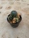 Lophophora Williamsii Variegata 5-6 cm 12 years old seed ownroot flower seedling ロフォフォラ 烏羽玉　仔吹き サボテン
