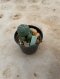 Lophophora Williamsii Variegata 5-6 cm 12 years old seed ownroot flower seedling ロフォフォラ 烏羽玉　仔吹き サボテン