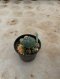 Lophophora Williamsii Variegata 5-6 cm 12 years old seed ownroot flower seedling ロフォフォラ 烏羽玉　仔吹き サボテン