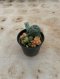 Lophophora Williamsii Variegata 5-6 cm 12 years old seed ownroot flower seedling ロフォフォラ 烏羽玉　仔吹き サボテン