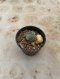 Lophophora Williamsii Variegata 5-6 cm 12 years old seed ownroot flower seedling ロフォフォラ 烏羽玉　仔吹き サボテン