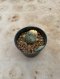 Lophophora Williamsii Variegata 5-6 cm 12 years old seed ownroot flower seedling ロフォフォラ 烏羽玉　仔吹き サボテン