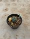 Lophophora Williamsii Variegata 5-6 cm 12 years old seed ownroot flower seedling ロフォフォラ 烏羽玉　仔吹き サボテン