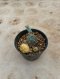 Lophophora Williamsii Variegata 5-6 cm 12 years old seed ownroot flower seedling ロフォフォラ 烏羽玉　仔吹き サボテン