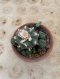 Lophophora Williamsii 6-7 cm 15 years old seed ownroot flower seedling ロフォフォラ 烏羽玉　仔吹き サボテン