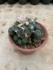 Lophophora Williamsii 6-7 cm 15 years old seed ownroot flower seedling ロフォフォラ 烏羽玉　仔吹き サボテン