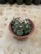 Lophophora Williamsii 6-7 cm 15 years old seed ownroot flower seedling ロフォフォラ 烏羽玉　仔吹き サボテン