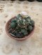 Lophophora Williamsii 6-7 cm 15 years old seed ownroot flower seedling ロフォフォラ 烏羽玉　仔吹き サボテン