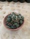 Lophophora Williamsii 6-7 cm 15 years old seed ownroot flower seedling ロフォフォラ 烏羽玉　仔吹き サボテン