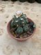 Lophophora Williamsii 6-7 cm 15 years old seed ownroot flower seedling ロフォフォラ 烏羽玉　仔吹き サボテン