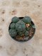 Lophophora Williamsii Variegata 7-8 cm 15 years old seed ownroot flower seedling ロフォフォラ 烏羽玉　仔吹き サボテン