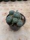 Lophophora Williamsii Variegata 7-8 cm 15 years old seed ownroot flower seedling ロフォフォラ 烏羽玉　仔吹き サボテン