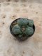 Lophophora Williamsii Variegata 7-8 cm 15 years old seed ownroot flower seedling ロフォフォラ 烏羽玉　仔吹き サボテン