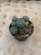 Lophophora Williamsii Variegata 7-8 cm 15 years old seed ownroot flower seedling ロフォフォラ 烏羽玉　仔吹き サボテン