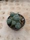 Lophophora Williamsii Variegata 7-8 cm 15 years old seed ownroot flower seedling ロフォフォラ 烏羽玉　仔吹き サボテン