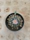 Lophophora Williamsii 6-7 cm 15 years old seed ownroot flower seedling ロフォフォラ 烏羽玉　仔吹き サボテン