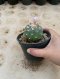 Lophophora Williamsii 6-7 cm 15 years old seed ownroot flower seedling ロフォフォラ 烏羽玉　仔吹き サボテン