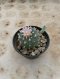 Lophophora Williamsii 6-7 cm 15 years old seed ownroot flower seedling ロフォフォラ 烏羽玉　仔吹き サボテン