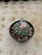 Lophophora Williamsii 6-7 cm 15 years old seed ownroot flower seedling ロフォフォラ 烏羽玉　仔吹き サボテン