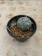 Lophophora Williamsii 5-6 cm 15 years old seed ownroot flower seedling ロフォフォラ 烏羽玉　仔吹き サボテン