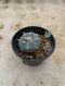 Lophophora Williamsii 5-6 cm 15 years old seed ownroot flower seedling ロフォフォラ 烏羽玉　仔吹き サボテン
