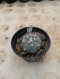 Lophophora Williamsii 5-6 cm 15 years old seed ownroot flower seedling ロフォフォラ 烏羽玉　仔吹き サボテン