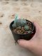 Lophophora Williamsii Variegata 5-6 cm 15 years old seed ownroot flower seedling ロフォフォラ 烏羽玉　仔吹き サボテン