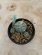 Lophophora Williamsii Variegata 5-6 cm 15 years old seed ownroot flower seedling ロフォフォラ 烏羽玉　仔吹き サボテン