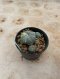 Lophophora Williamsii Variegata 5-6 cm 15 years old seed ownroot flower seedling ロフォフォラ 烏羽玉　仔吹き サボテン