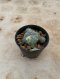 Lophophora Williamsii Variegata 5-6 cm 15 years old seed ownroot flower seedling ロフォフォラ 烏羽玉　仔吹き サボテン