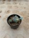 Lophophora Williamsii Variegata 5-6 cm 15 years old seed ownroot flower seedling ロフォフォラ 烏羽玉　仔吹き サボテン