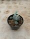 Lophophora Williamsii Variegata 5-6 cm 15 years old seed ownroot flower seedling ロフォフォラ 烏羽玉　仔吹き サボテン