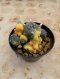 Lophophora Williamsii Variegata 7-8 cm 12 years old seed ownroot flower seedling ロフォフォラ 烏羽玉　仔吹き サボテン