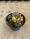 Lophophora Williamsii Variegata 7-8 cm 12 years old seed ownroot flower seedling ロフォフォラ 烏羽玉　仔吹き サボテン