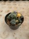 Lophophora Williamsii Variegata 7-8 cm 12 years old seed ownroot flower seedling ロフォフォラ 烏羽玉　仔吹き サボテン