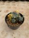 Lophophora Williamsii Variegata 7-8 cm 12 years old seed ownroot flower seedling ロフォフォラ 烏羽玉　仔吹き サボテン