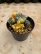Lophophora Williamsii Variegata 7-8 cm 12 years old seed ownroot flower seedling ロフォフォラ 烏羽玉　仔吹き サボテン